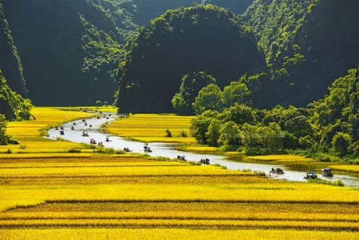 Mùa vàn ở Ninh Bình. Ảnh: Sưu tầm Internet