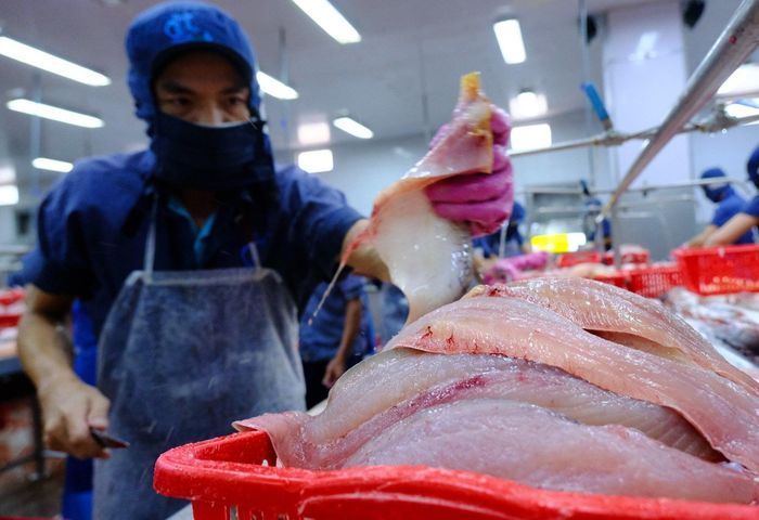 Xuất khẩu có tra có thể cán mốc 2 tỷ USD trong năm 2026. Ảnh: Hoàng Anh