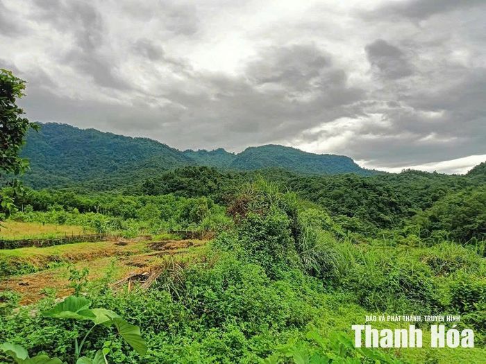 Đất dự án trồng cao su hơn 20 năm để không.