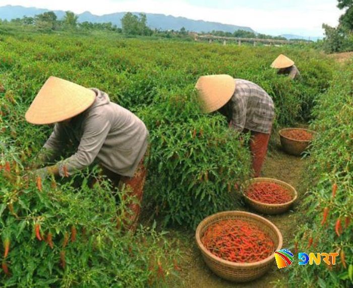 Thu hoạch ớt trên cánh đồng Bàu Tròn, xã Vu Gia. Ảnh: N.H