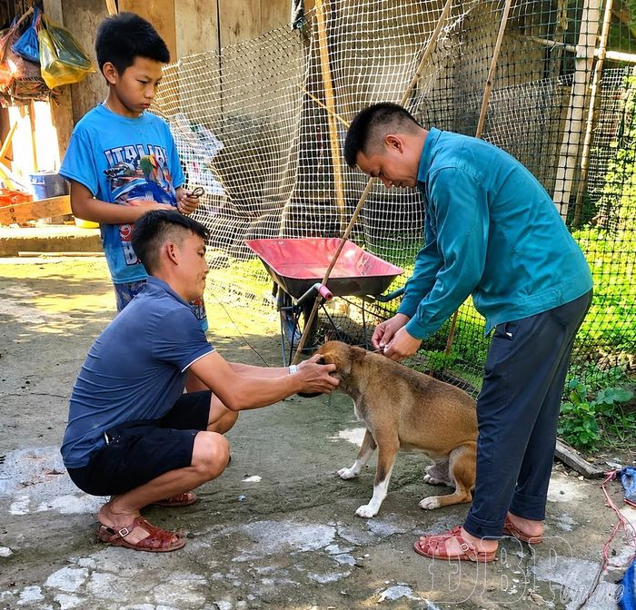 Việc chủ động tiêm phòng cho vật nuôi góp phần hạn chế dịch bệnh, ảnh hưởng đến chăn nuôi.