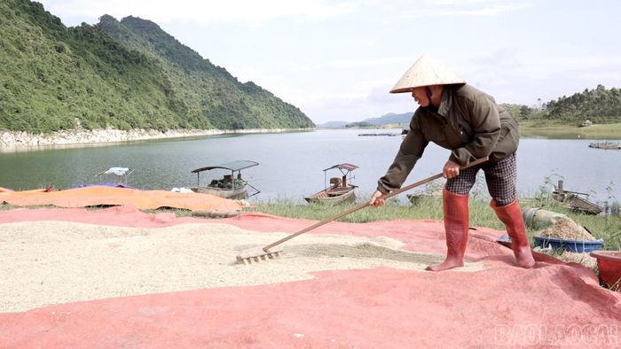 Sau thu hoạch, lúa được người dân phơi ngay tại khu vực ven hồ, góp phần bảo đảm chất lượng hạt và nâng cao giá trị sản phẩm.