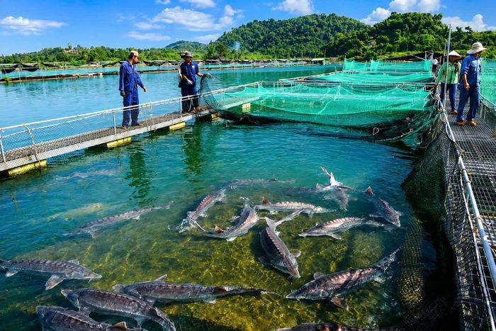 Các hợp tác xã cá tầm tại Lâm Đồng là điểm sáng trong phát triển và tìm đầu ra bền vững