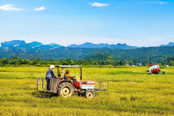 Trên cánh đồng lúa Cát Tiên với mô hình HTX Trung Thành, 100 ha lúa và 26 thành viên