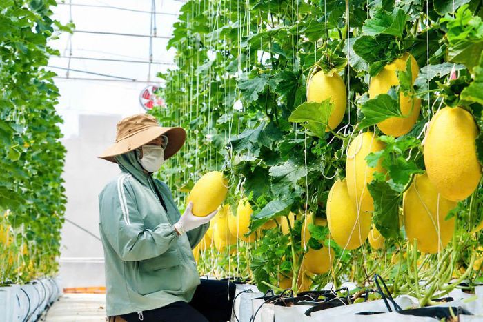 Kinh tế tập thể Lâm Đồng đã hình thành một mạng lưới khá rộng, đặc biệt trong khu vực nông nghiệp