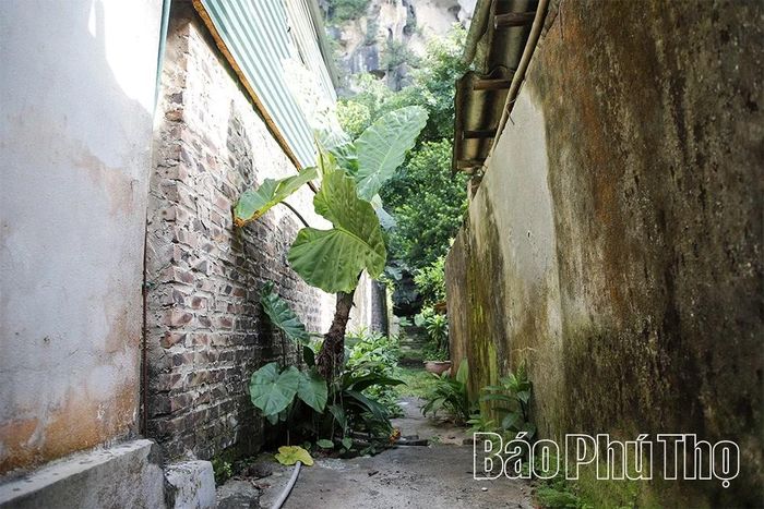 Đường vào di tích là một lối đi nhỏ đã lâu không được phát dọn, cây cối mọc dày.