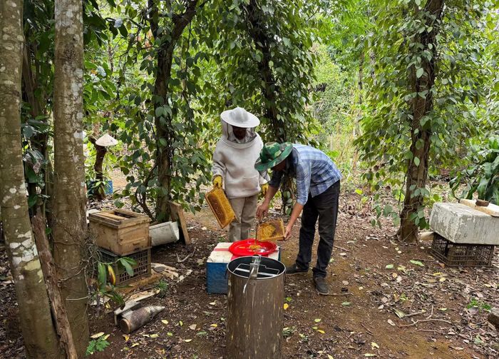 Các cầu ong đã “vít nắp”, bảo đảm tiêu chuẩn mới được đưa vào quay mật - Ảnh: L.A