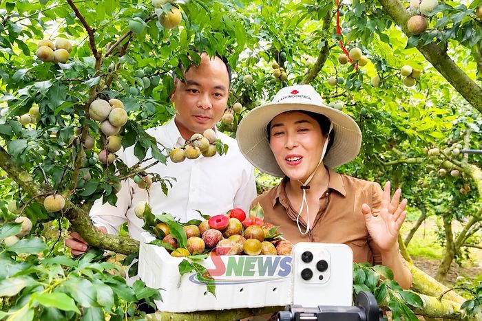 HTX Xanh Tây Bắc khai thác hiệu quả các nền tảng số để quảng bá, kết nối và tiêu thụ nông sản.