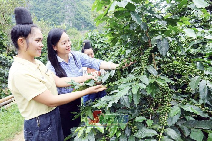 Lãnh đạo xã Muổi Nọi trao đổi với người dân về phát triển vùng cà phê gắn với bảo vệ rừng.