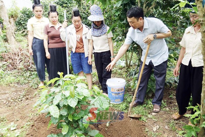cán bộ Trung tâm Dịch vụ tổng hợp xã Muổi Nọi hướng dẫn nông dân chăm sóc, sản xuất cà phê theo hướng bền vững.