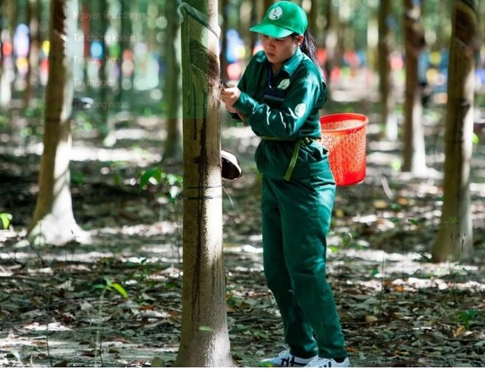 Giá cao su tại các thị trường châu Á hôm nay đồng loạt đi xuống. Ảnh minh họa