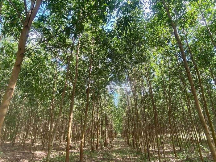 Cuộc cạnh tranh mới bắt đầu từ những cánh rừng có khả năng cung cấp nguyên liệu bền vững. Ảnh Nguyễn Vân