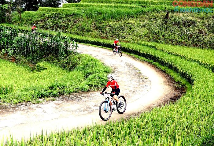 Các vận động viên nữ lướt giữa thảm lúa vàng vào vụ chín. Ảnh: Quốc Hồng