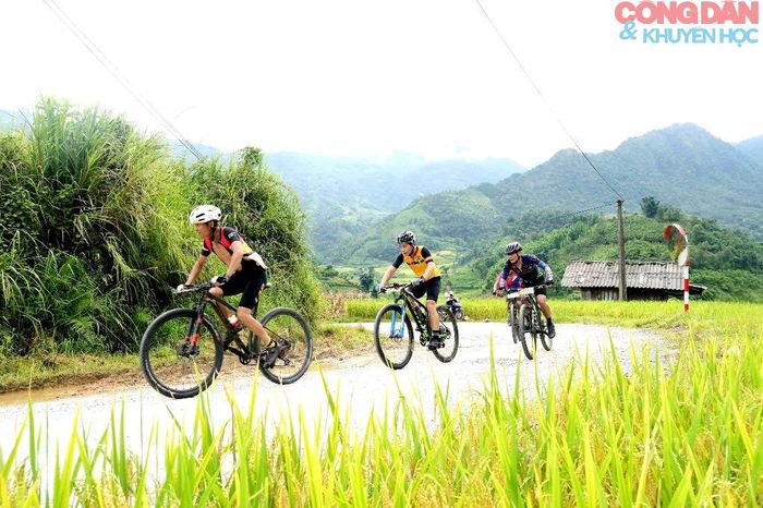 Lướt giữa biến lúa vàng Mường Bo. Ảnh: Quốc Hồng