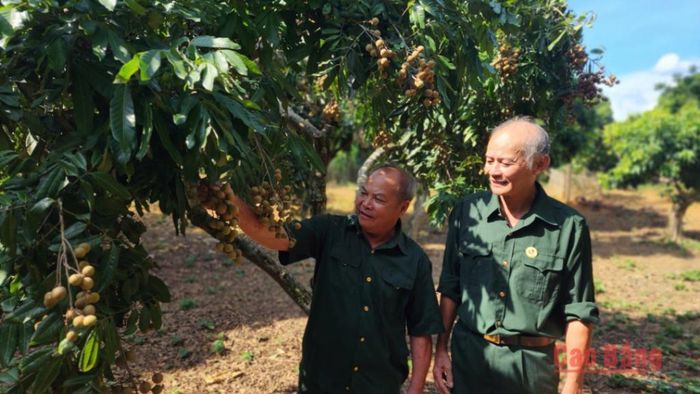 Trong vườn nhãn sai trĩu quả, các thương binh cùng nhau chia sẻ kinh nghiệm sản xuất, chăm sóc cây trồng. Với họ, lao động không chỉ là sinh kế mà còn là cách tiếp tục cống hiến cho gia đình và xã hội.
