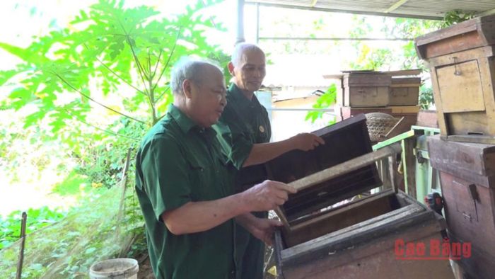 Phát huy bản chất "Bộ đội Cụ Hồ" trên mặt trận kinh tế, các thương, bệnh binh phát triển mô hình nuôi ong phát triển kinh tế gia đình.