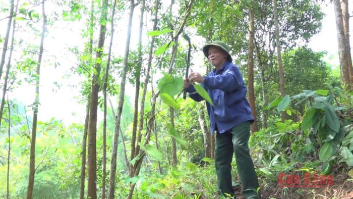 Thương binh Mai Văn Ngọ, phường Nùng Trí Cao chăm sóc mô hình rừng trồng của gia đình.