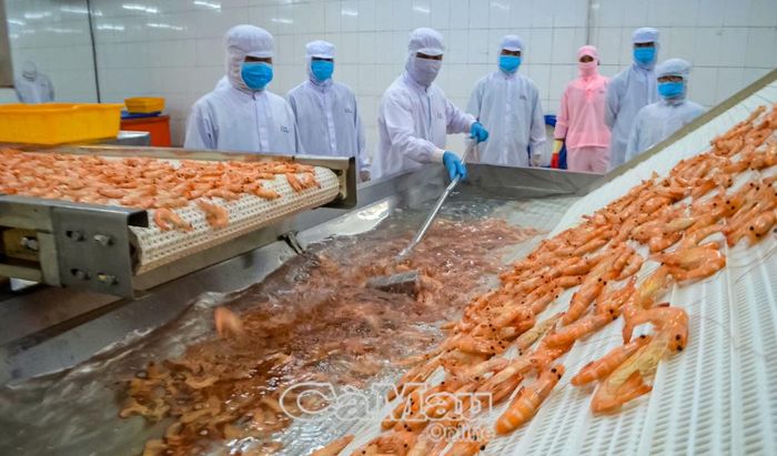 Ứng dụng công nghệ trong chế biến tôm xuất khẩu góp phần nâng cao giá trị sản phẩm, thúc đẩy phát triển kinh tế nông thôn theo hướng hiện đại. Ảnh: NGUYỄN LINH