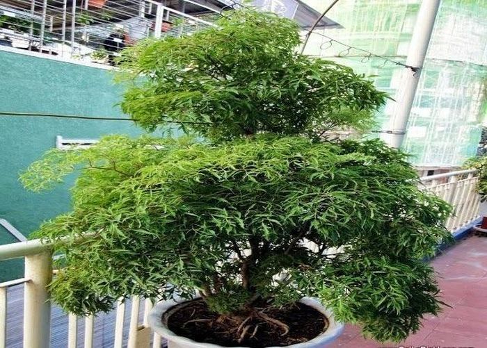 Trồng trong chậu đặt ở ban công hoặc sân thượng. Ảnh minh họa.