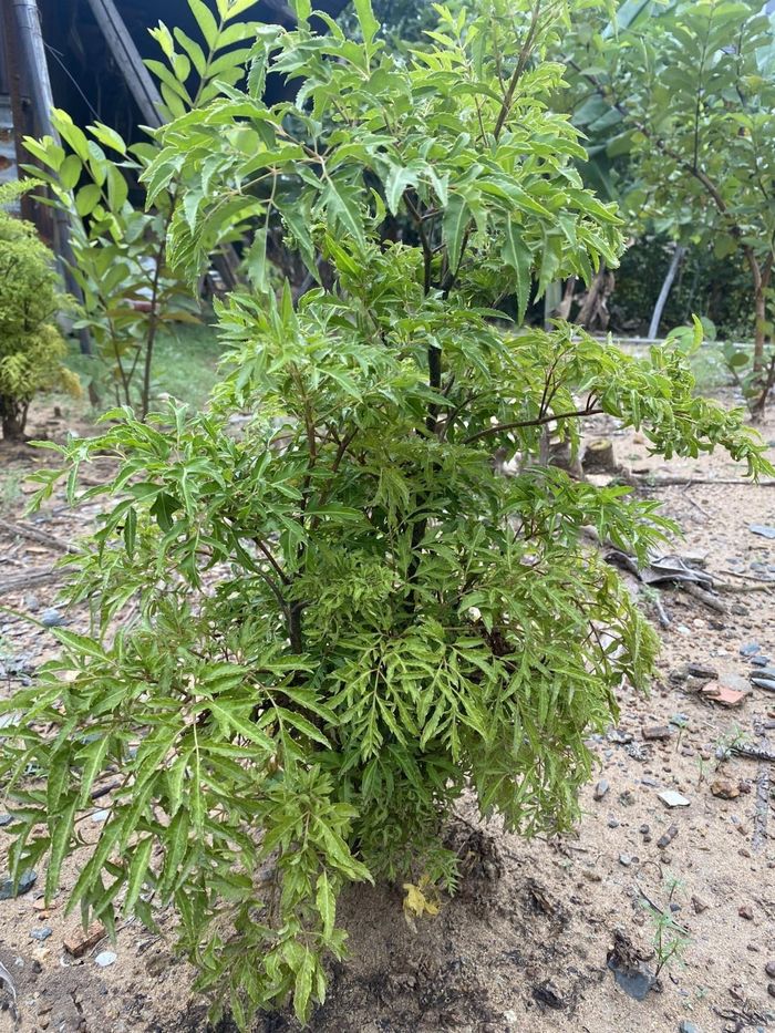 Trồng cây đinh lăng ở góc vườn. Ảnh minh họa.