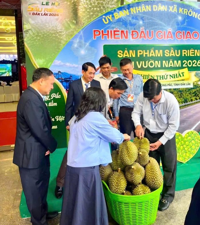 Đại biểu tham quan trực tiếp kiểm tra chất lượng sầu riêng tại Phiên đấu giá giao dịch sản phẩm sầu riêng tại vườn lần thứ nhất năm 2026.