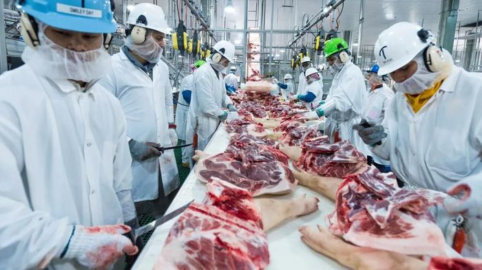 Vệc khôi phục mCOOL sẽ tạo thêm gánh nặng tài chính trong bối cảnh ngành chăn nuôi bò đang đối mặt với quy mô đàn thấp nhất trong 75 năm