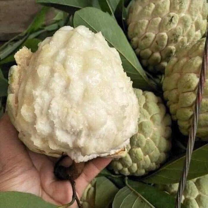 Na ngon khi cầm lên sẽ thấy quả hơi mềm nhưng vẫn có độ đàn hồi. Ảnh: Hoàng Luyến