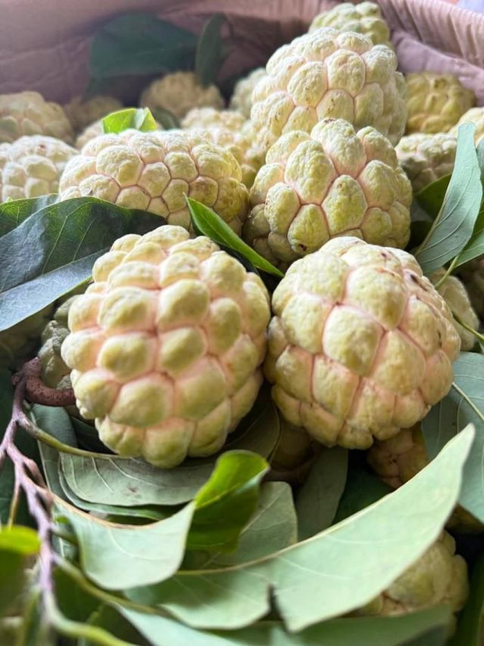 Nên chọn quả na cuống còn tươi. Ảnh: Hoàng Luyến