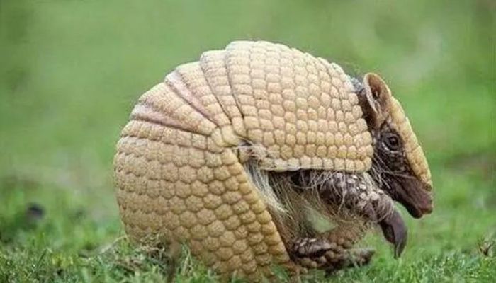Sau khi kiểm tra, các chuyên gia xác định đây là một cá thể tê tê, còn được biết đến với tên gọi chuột giáp hay tê tê Mỹ. (Ảnh: Sohu)