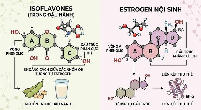 Isoflavone trong đậu nành không phải là estrogen nội sinh. Ảnh minh họa AI