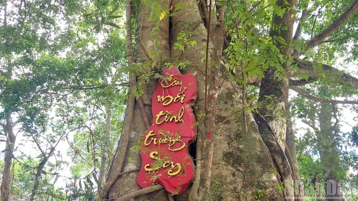 Cây "mối tình Trường Sơn" tại Di tích quốc gia đặc biệt hang Tám Cô-đường 20 Quyết thắng.