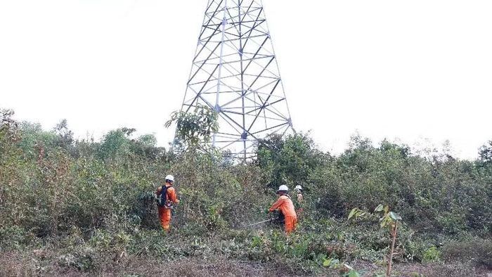 Tổ Quản lý vận hành đường dây Quy Nhơn phát quang hành lang chống cháy Đường dây 220kV Tuy Hòa-Quy Nhơn.