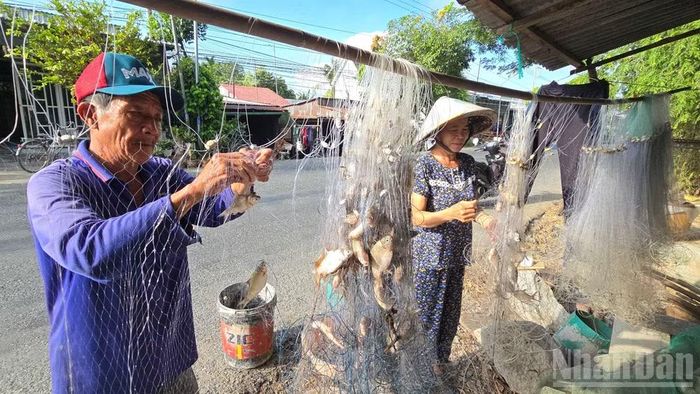 Nông dân An Giang có thêm thu nhập từ giăng lưới bắt cá