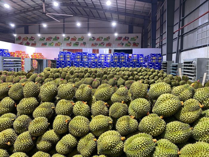  Một vựa thu mua sầu riêng tại tỉnh Đồng Nai. Ảnh: ĐỨC TRUNG 
