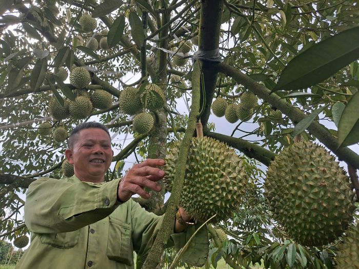  Nông dân tỉnh Lâm Đồng thu hoạch sầu riêng. Ảnh: NGUYÊN HÙNG 