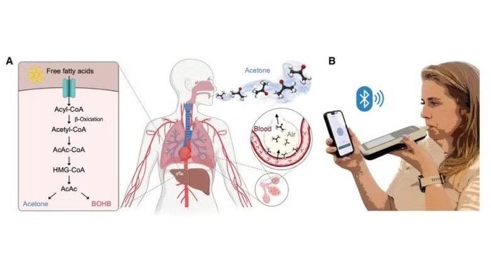 Máy đo hoạt động dựa trên nguyên lý xác định acetone.