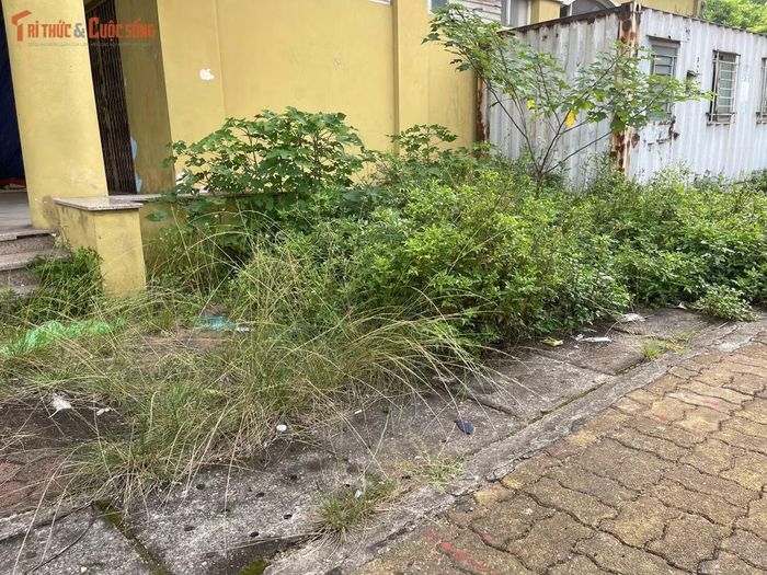 Sau nhiều năm không được khai thác, khuôn viên quanh các tòa nhà phủ kín cỏ dại và cây bụi. Nhiều khoảng đất vốn được quy hoạch làm không gian chung nay bị bỏ mặc, tạo cảm giác hoang vắng.