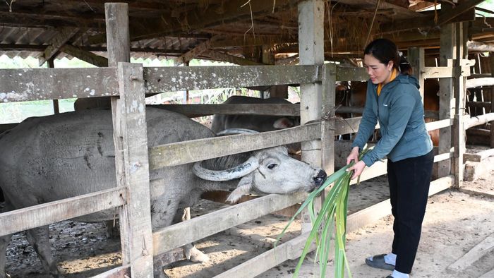 Muốn vận động người dân phát triển kinh tế, bản thân cán bộ cũng phải là người đi trước. Gia đình chị Lý hiện duy trì hơn 1 ha keo tràm, nuôi 5 con trâu, sản xuất 1,2 mẫu lúa cùng các loại cây màu ngắn ngày. Những kinh nghiệm từ thực tế sản xuất giúp trưởng thôn có thêm cơ sở để chia sẻ với bà con.