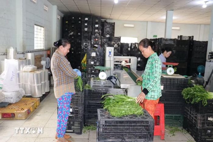 Nhờ trang bị hệ thống sơ chế rau sau khi thu hoạch, sản phẩm rau an toàn của Hợp tác xã nông nghiệp tổng hợp Hòa Thạnh ở xã Long Bình, tỉnh Đồng Tháp, được thị trường ưa chuộng. (Ảnh: Hữu Chí/TTXVN)
