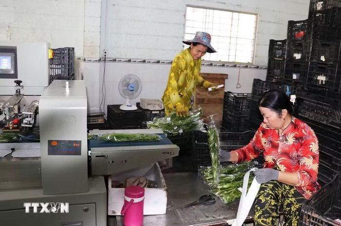 Hợp tác xã nông nghiệp tổng hợp Hòa Thạnh ở xã Long Bình, tỉnh Đồng Tháp trang bị hệ thống sơ chế rau an toàn để cung cấp cho thị trường. (Ảnh: Hữu Chí/TTXVN)