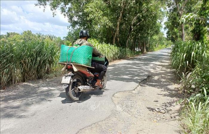 Tuyến đường từ trung tâm xã Đầm Dơi đến xã Tân Tiến là tuyến đường huyết mạch vận chuyển tôm cua của nông dân bán cho thương lái.
