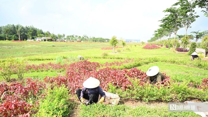 Giữa những tuyến đường hiện đại dẫn vào Cảng hàng không quốc tế Long Thành, công nhân vẫn cần mẫn chăm sóc từng thảm cỏ, khóm hoa và hàng cây, góp phần tạo nên diện mạo xanh cho cửa ngõ siêu sân bay.