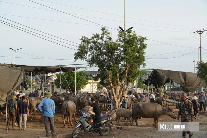 Trao đổi Người Đưa Tin, ông Nguyễn Bùi Phương – Phó Chủ tịch UBND xã Bạch Hà cho biết, chợ Ú là một trong những chợ có đóng góp kinh tế lớn cho địa phương. Khu chợ trăm tuổi này hiện là mạch máu thương mại chiến lược, tạo sinh kế bền vững cho nhiều hộ dân từ các nghề phụ trợ "ăn theo" như cho thuê chuồng trại để gom hàng, dịch vụ dắt trâu bò thuê, cung ứng rơm rạ thức ăn và hậu cần ăn uống phục vụ thương lái muôn phương. Chính quyền địa phương đang đưa chợ Ú vào kế hoạch phát triển chợ trọng điểm nhằm phát triển kinh tế và giữ gìn văn hóa địa phương.