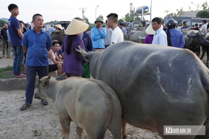 Riêng với bò nái giống, người mua lại khắt khe tìm kiếm những con có ngoại hình nhanh nhẹn, thuần tính, đầu cổ thanh nhỏ, bụng to nhưng không sệ và bầu vú phải phát triển đều, cân đối. Đặc biệt, một mẹo bất di bất dịch của dân trong nghề để kiểm tra thể trạng con vật là quan sát mắt và mũi; bò khỏe mạnh bắt buộc phải có mắt sáng tinh nhanh, răng hàm đều đặn và đi đứng vững chãi.