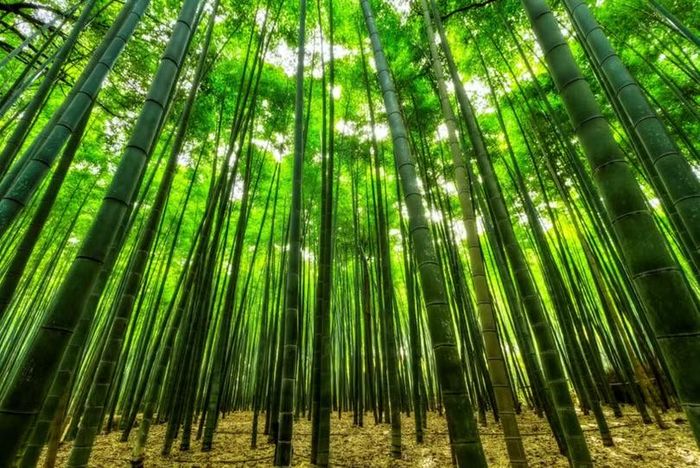 Cây tre phát triển nhanh, chắc khỏe, dẻo dai và nhẹ. Ảnh: Shutterstock.