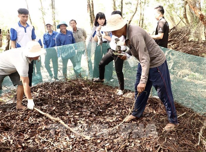 Du khách trải nghiệm đặt chà chuột tại Tràm Chim. Ảnh: Hồng Nhung - TTXVN