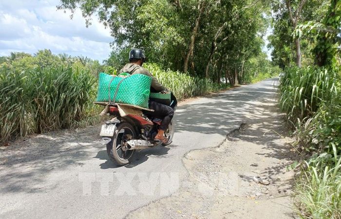 Tuyến đường từ trung tâm xã Đầm Dơi đến xã Tân Tiến là tuyến đường huyết mạch vận chuyển tôm cua của nông dân bán cho thương lái. Ảnh: Tuấn Phi - TTXVN