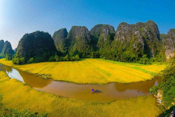 Mùa lúa chín Ninh Bình. Ảnh: Sưu tầm Internet