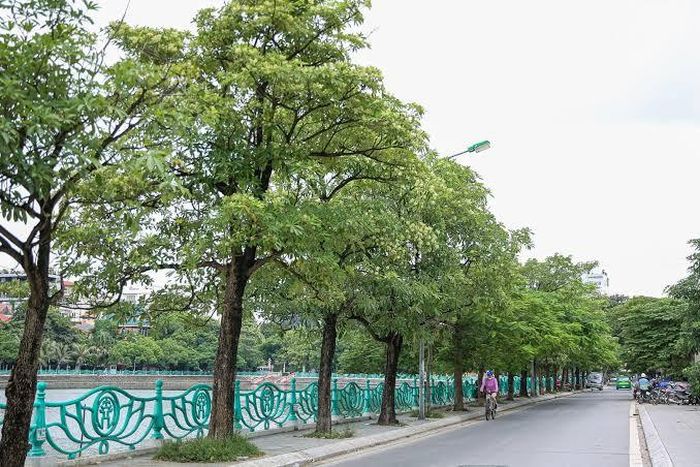 Hàng cây hoa sữa. Ảnh: iVivu