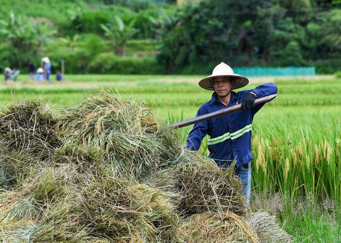 Nông nghiệp bền vững có thể tạo tín chỉ carbon. Ảnh: Hoàng Anh. 